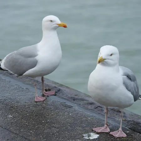 Apartament Le Galet Dieppe